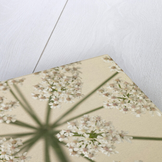 Cow Parsley close-up by Assaf Frank